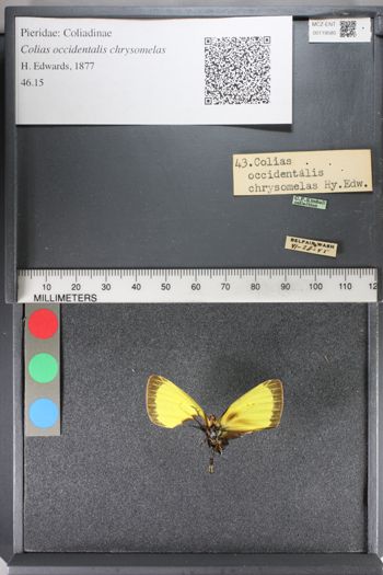 Media type: image;   Entomology 119580